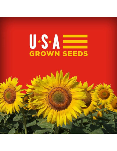 Bigs Cheese Burger Sunflower Seeds - My American Market